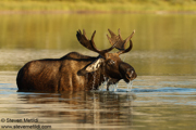 MONTANA